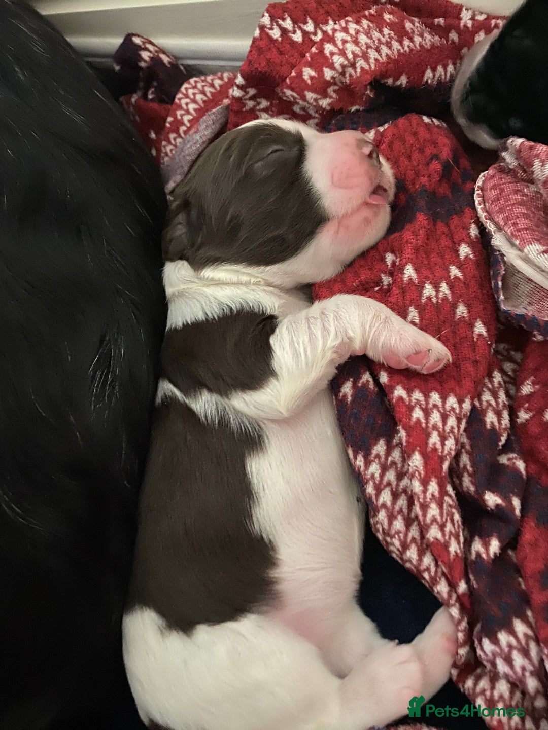 Sprocker dogs for sale: Norwich  - Image 12