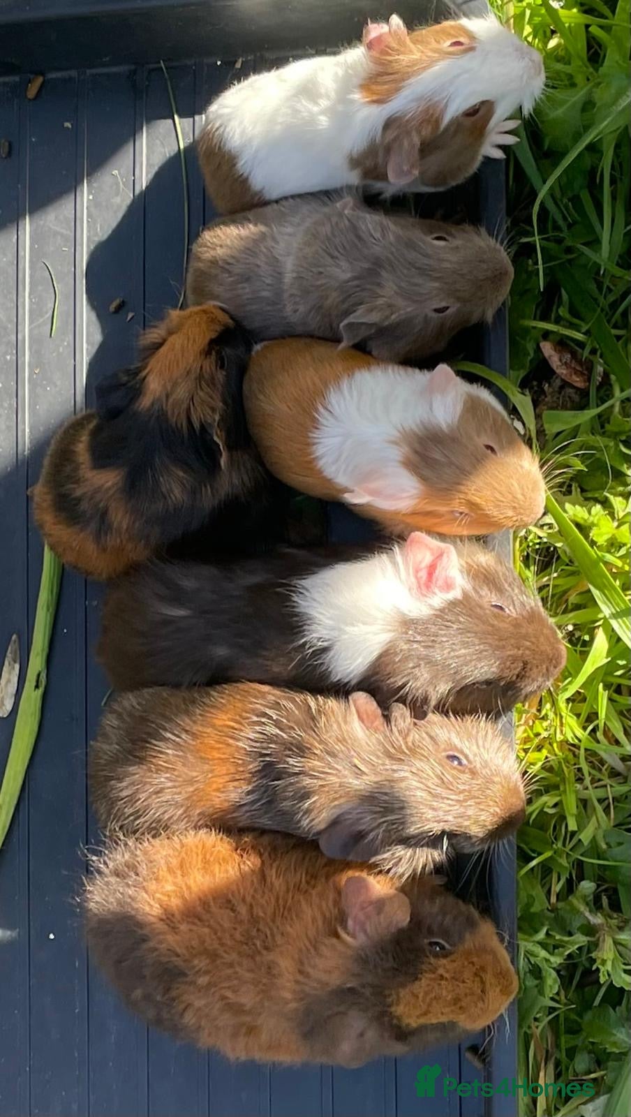 Guinea Pig rodents 2-6 gorgeous guinea pigs for sale - Advert 2