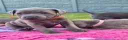 Staffordshire Bull Terrier dogs for sale: Staffordshire bull terrier blue kc reg full ped in Rhyl - Advert 11
