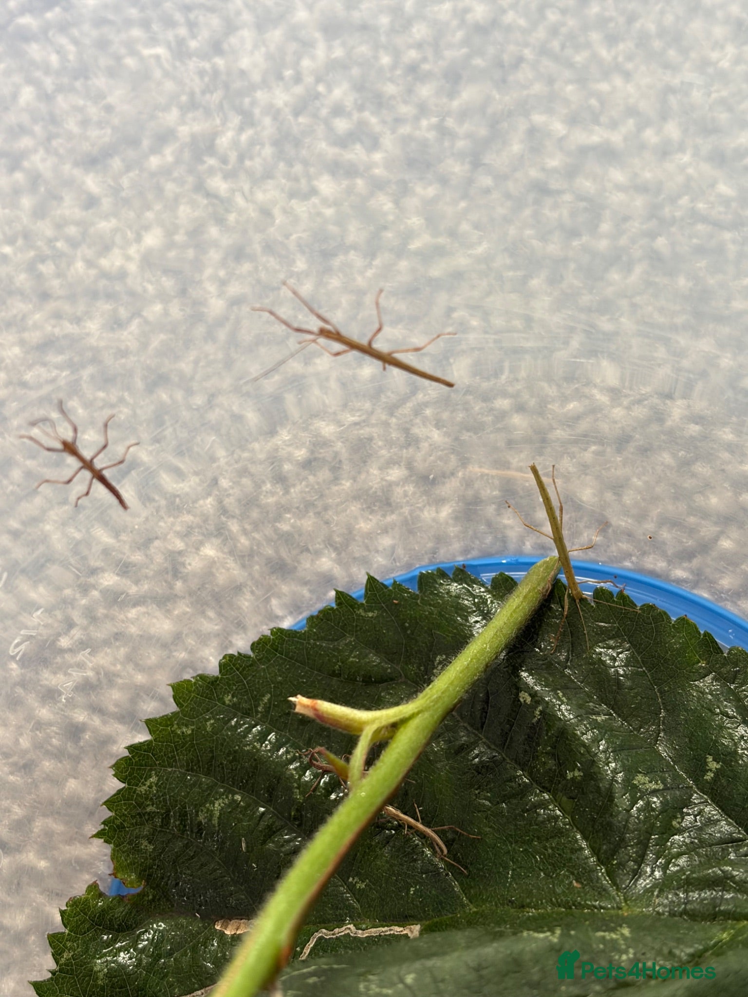 Stick Insects invertebrates Indian Stick Insect Babies - Advert 1