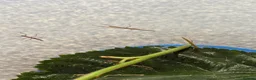 Stick Insects invertebrates for sale: Indian Stick Insect Babies in Birmingham - Advert 1
