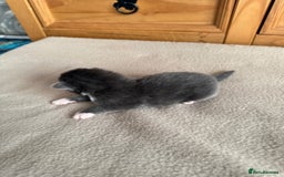 Mixed Breed cats for sale: Mixed breed tabby kittens  - Image 5
