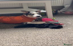 Border Collie dogs for sale: Delta - Image 3