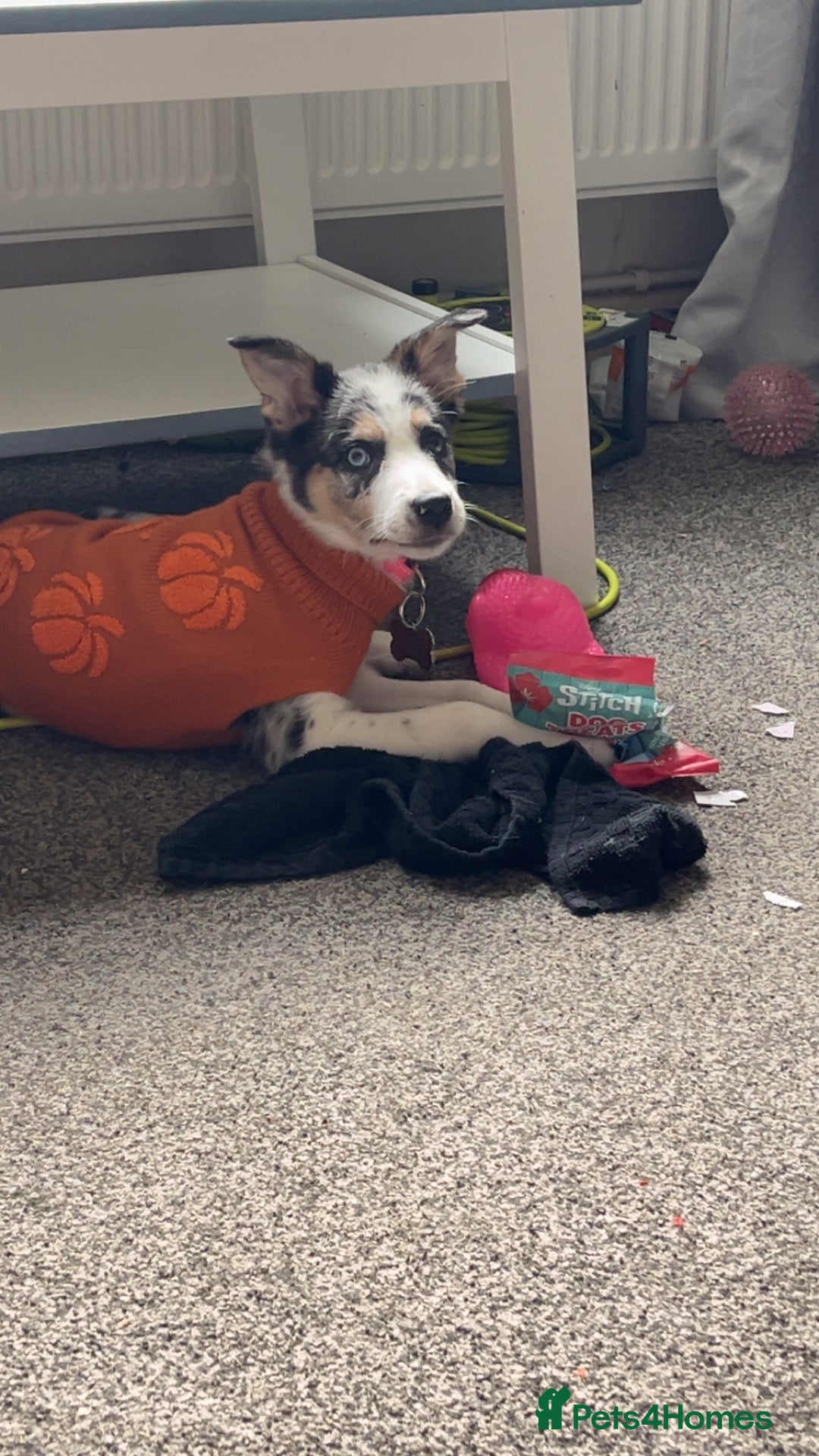 Border Collie dogs for sale: Delta - Image 3