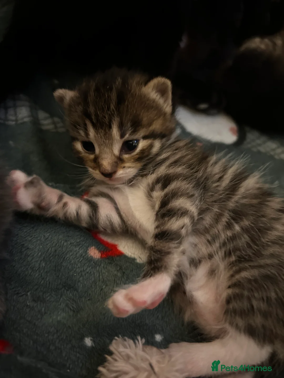 Mixed Breed cats for sale: Black Calico Tabby X American Wirehair Tabby - Advert 6