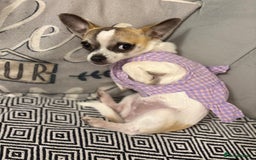 Chihuahua dogs for sale: Daisy - Advert 2