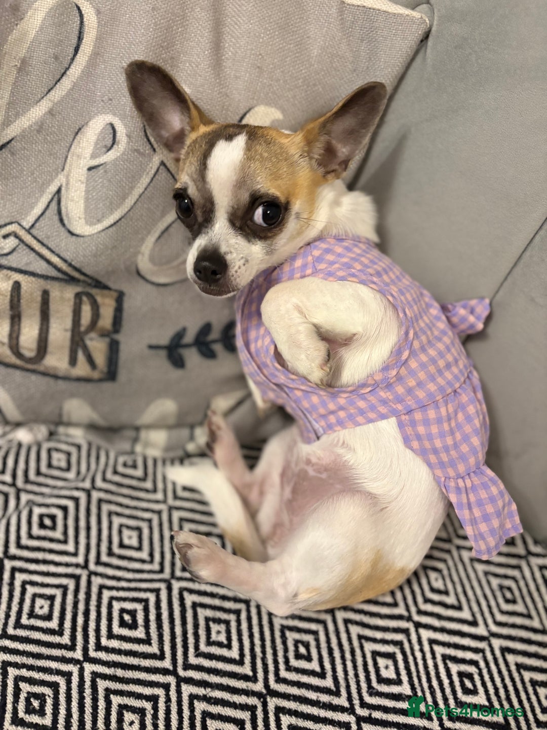 Chihuahua dogs for sale: Daisy - Advert 2