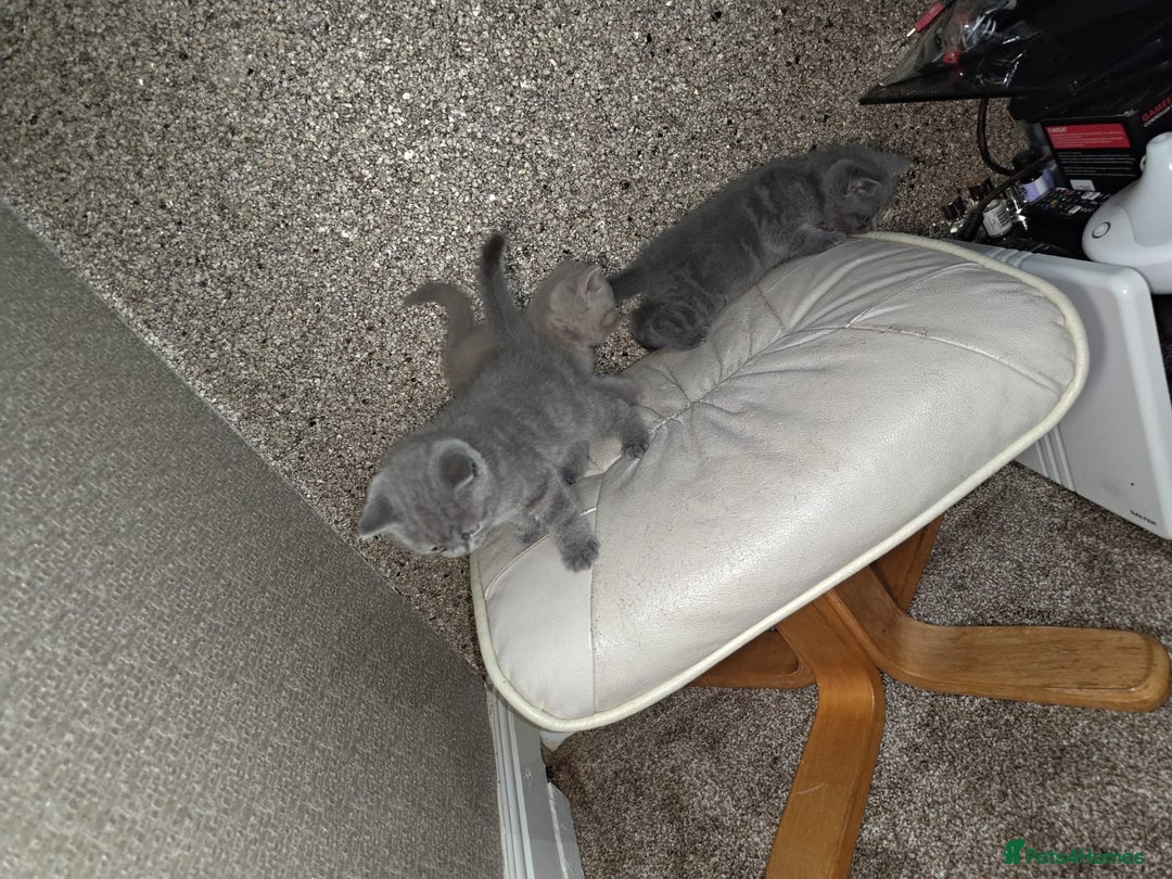 British Shorthair cats for sale: British Shorthair kitten  - Image 7