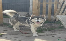 Siberian Husky dogs for stud: PROVEN KC Registered Siberian Husky Stud ONLY in Solihull - Image 20