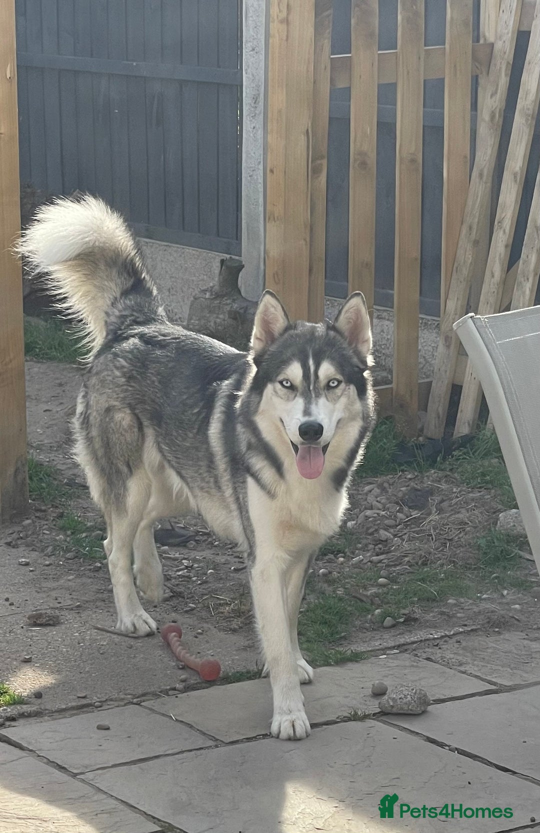 Siberian Husky dogs for stud: PROVEN KC Registered Siberian Husky Stud ONLY in Solihull - Image 20