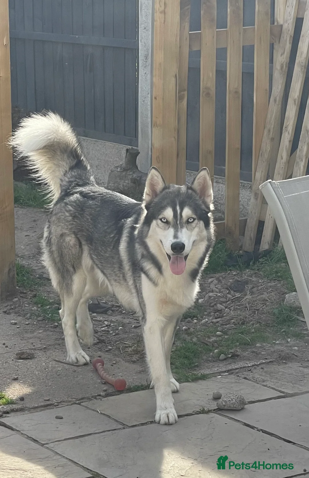 Siberian Husky dogs for stud: PROVEN KC Registered Siberian Husky Stud ONLY in Solihull - Advert 20