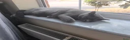 British Shorthair cats for sale: British shorthair cat - Advert 8