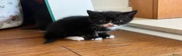 Mixed Breed cats for sale: Half British Shorthair Kittens - Advert 8