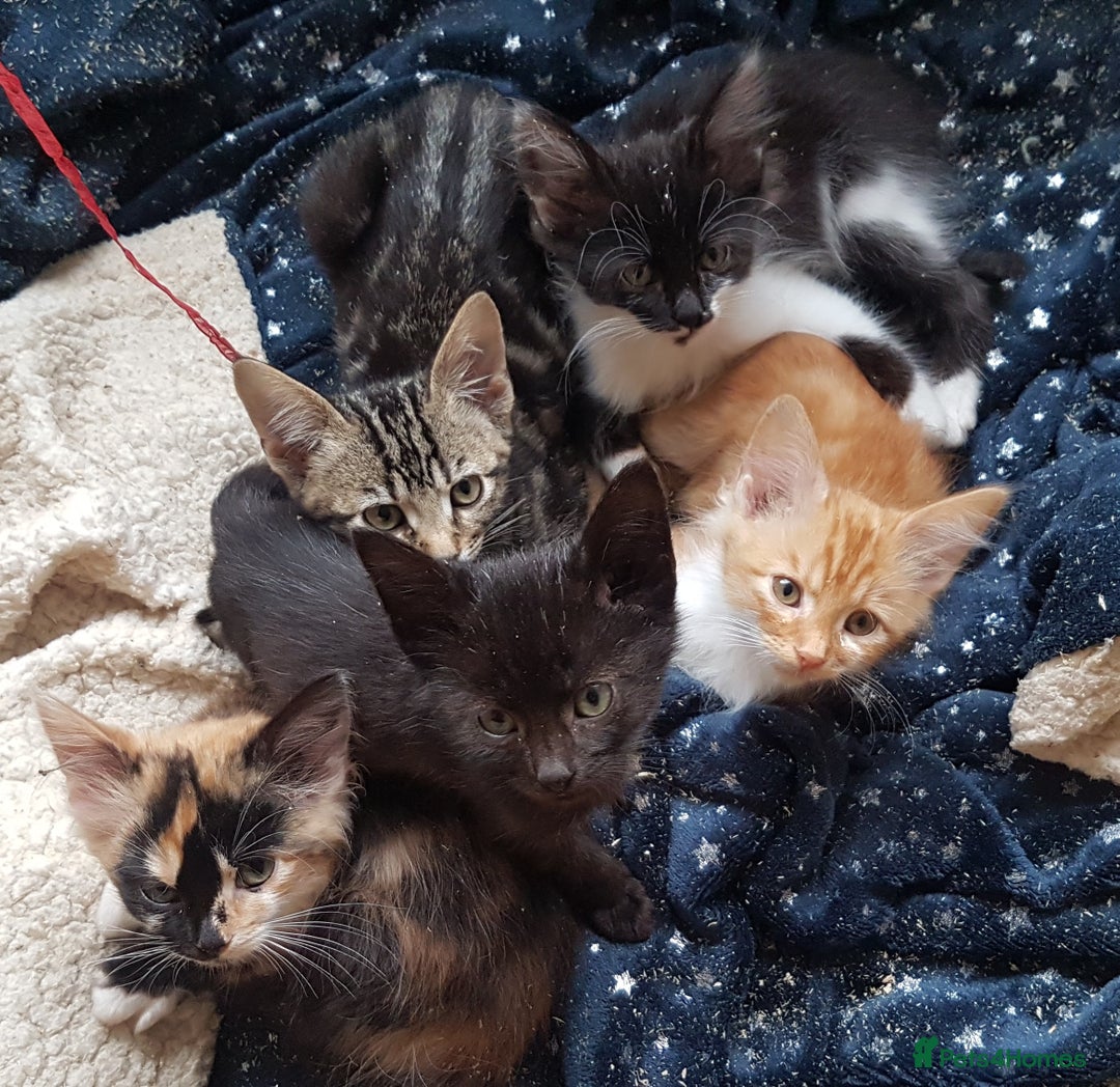 Mixed Breed cats for sale: Gorgeous adorable playful friendly kittens  - Image 16