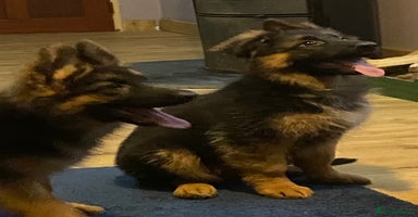 German Shepherd dogs Outstanding Vomkonstanz German Shepherd Litter  - Advert 10