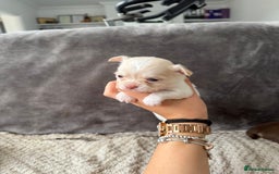 Chihuahua dogs for sale: Long hair chihuahua puppies  - Image 25