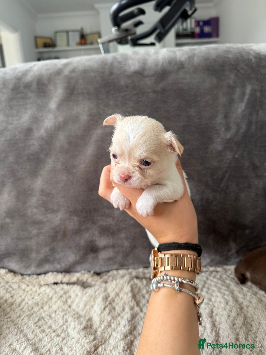 Chihuahua dogs for sale: Long hair chihuahua puppies  - Image 25