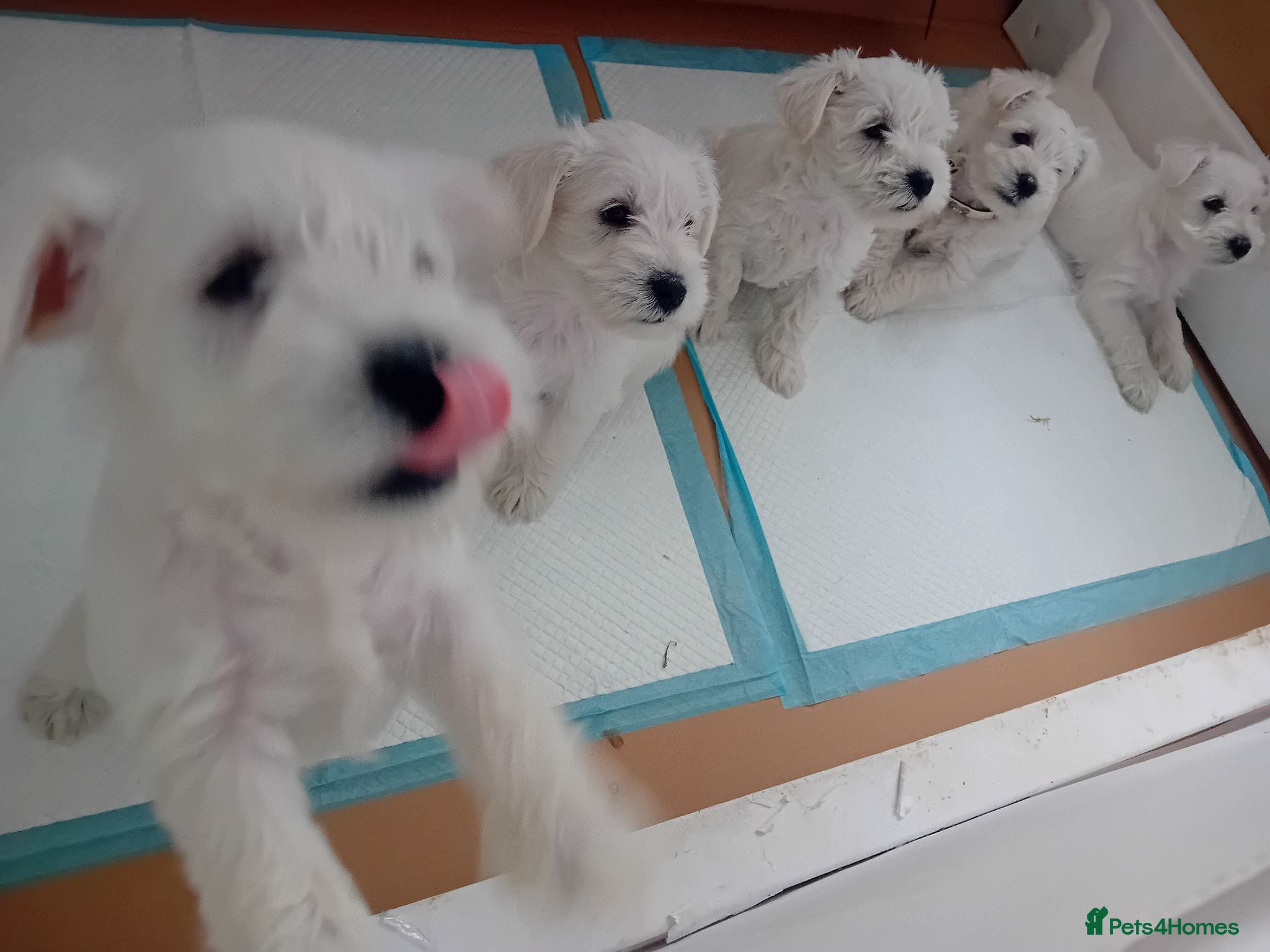 Miniature Schnauzer dogs Champion Bloodline White Miniature Schnauzers  - Advert 1