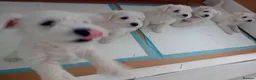 Miniature Schnauzer dogs for sale: Champion Bloodline White Miniature Schnauzers  in Preston - Advert 1