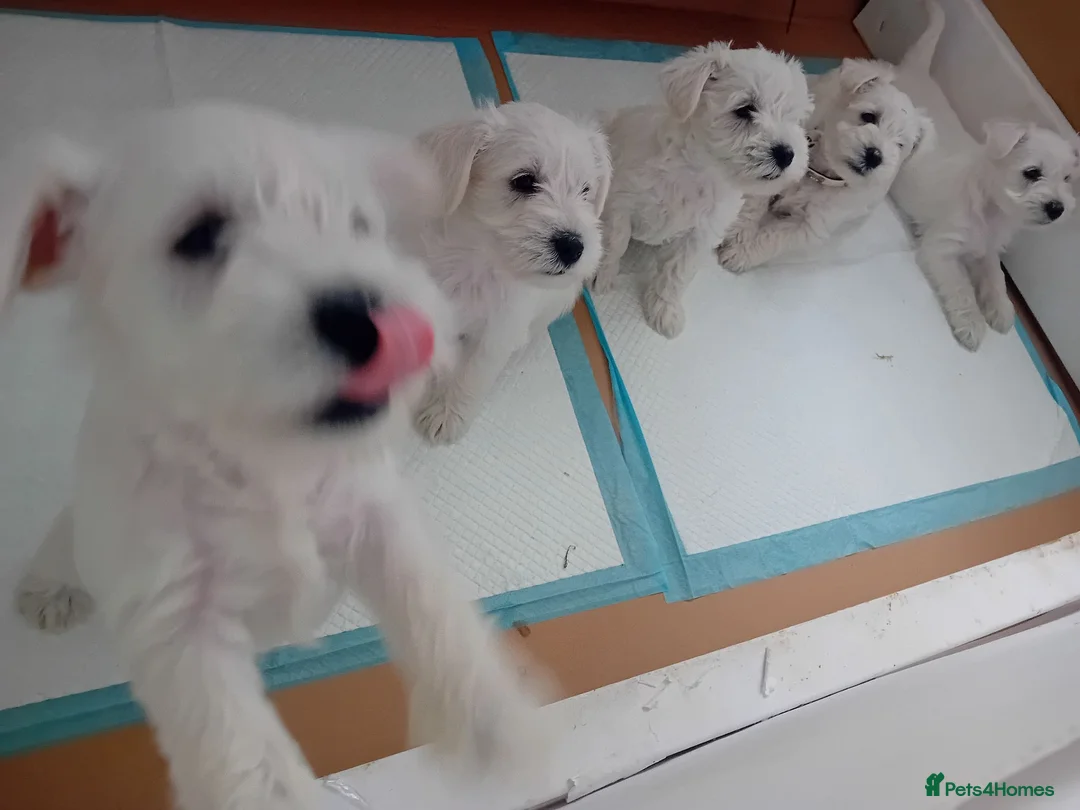 Miniature Schnauzer dogs for sale: Champion Bloodline White Miniature Schnauzers  in Preston - Advert 1