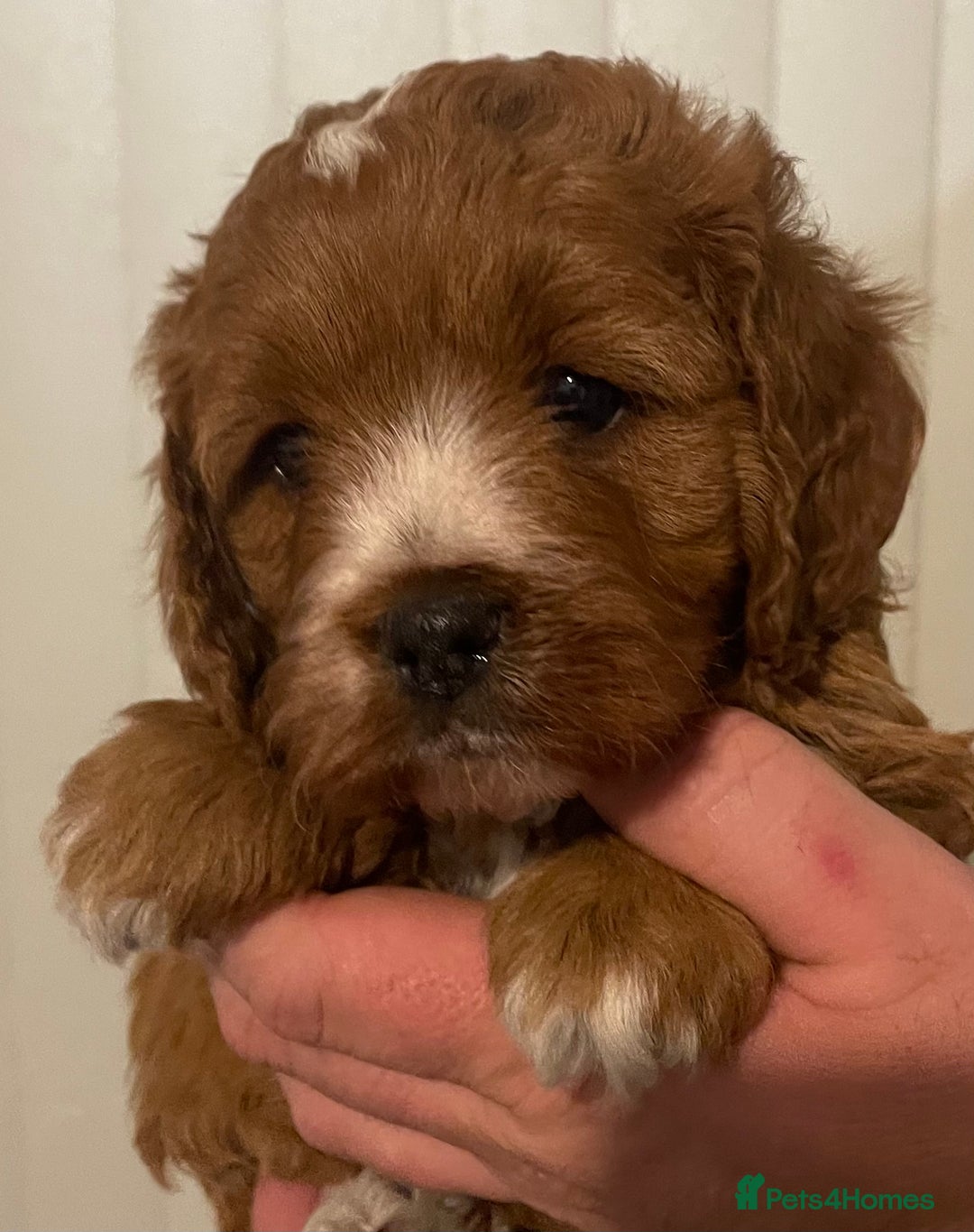 Cavapoo dogs for sale: STUNNING HEALTH CLEAR CAVAPOO PUPPIES  - Advert 11