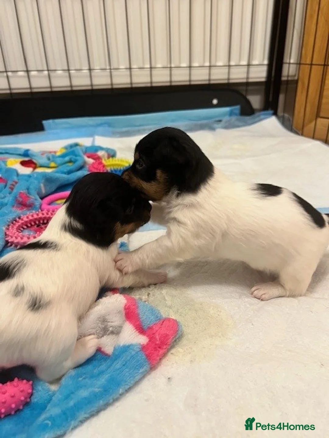 Jack Russell dogs for sale: Jack Russell Puppies - Advert 10