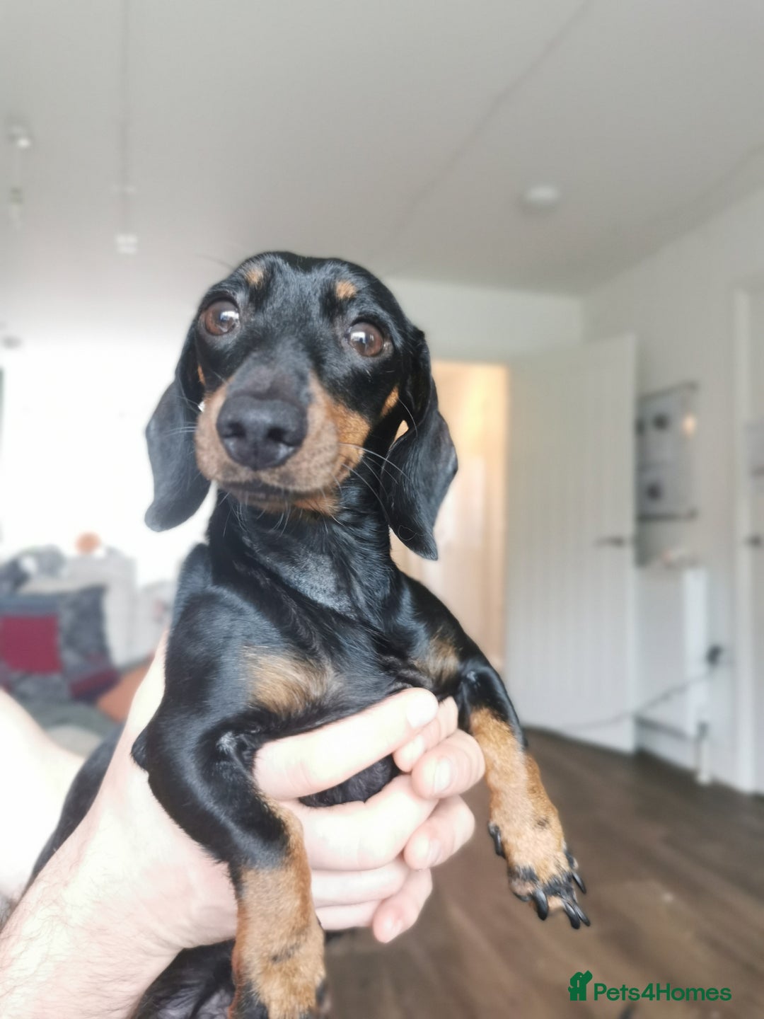 Miniature Dachshund dogs for sale: 5 beautiful miniature dachshund pups for sale - Advert 11