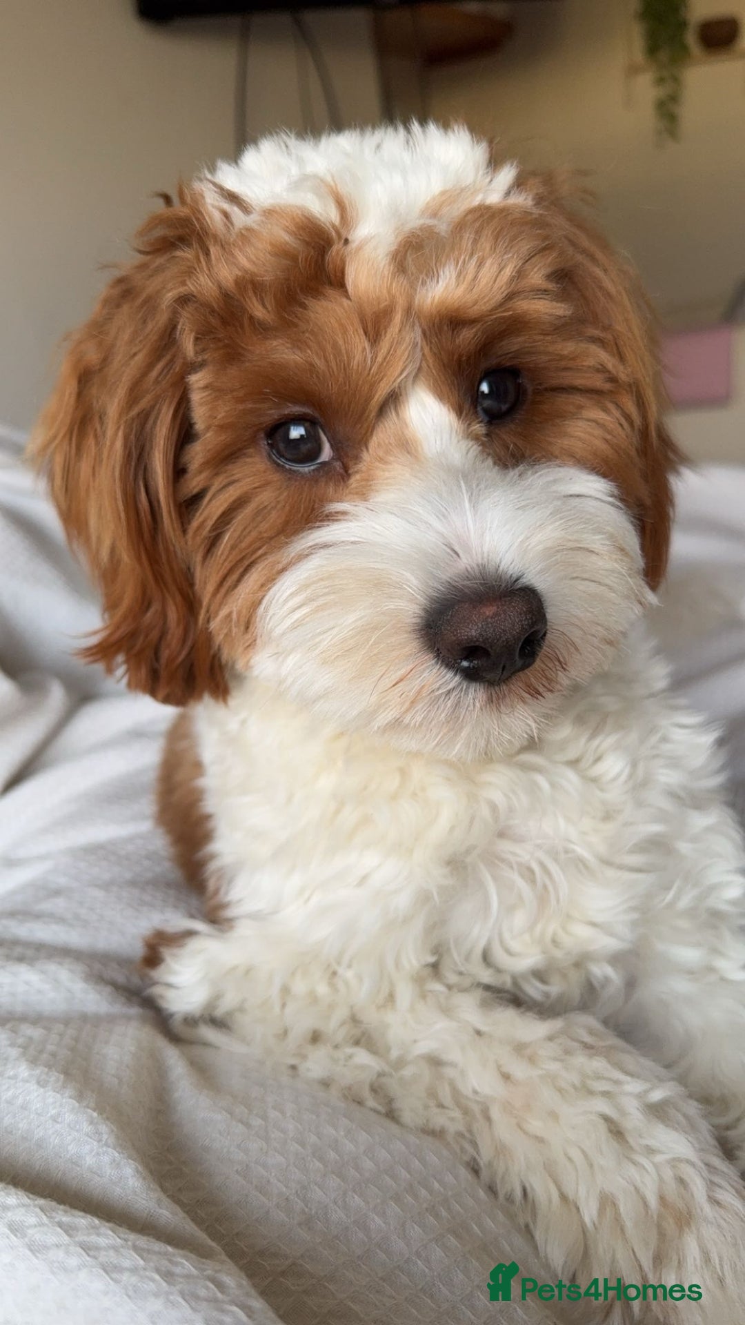 Cavapoo dogs for stud: Cavapoo for stud - Image 2