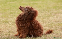 Toy Poodle dogs for stud: Hugo Chocolate & Tan outstanding toy poodle  - Image 4