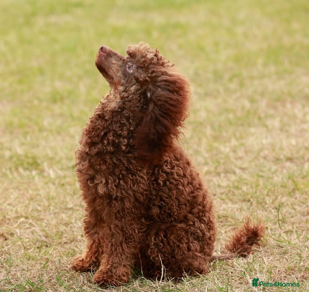 Toy Poodle dogs for stud: Hugo Chocolate & Tan outstanding toy poodle  - Image 4