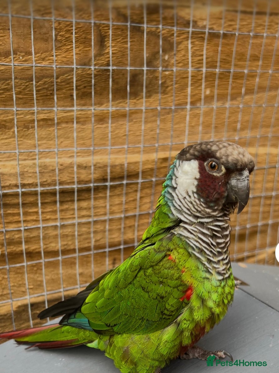 Conures birds Proven Breeding Pair of White-Eared conures  - Advert 1