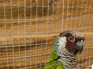 Conures birds Proven Breeding Pair of White-Eared conures - Advert 1