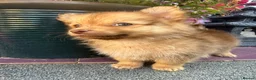 Pomchi dogs for sale: Two beautiful playful well socialised boys  - Advert 10