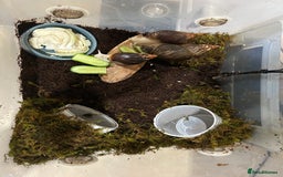 Snails invertebrates for sale: 3 Giant African Land Snails - Image 1