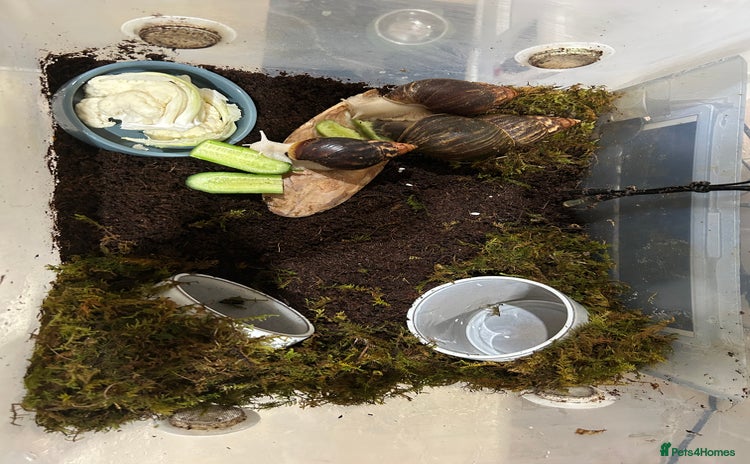 Snails invertebrates - Advert 1