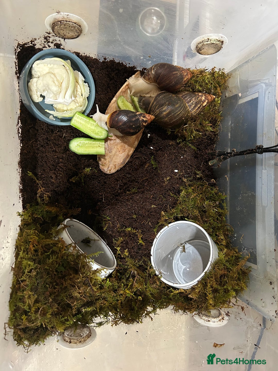 Snails invertebrates for sale: 3 Giant African Land Snails - Image 1