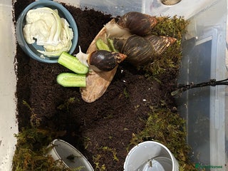 Snails invertebrates - Advert 3