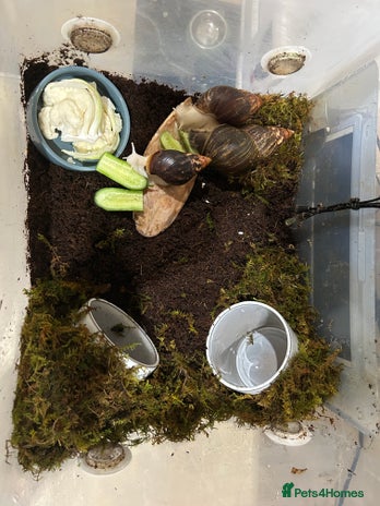 Snails invertebrates - Advert 1