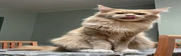 Maine Coon cats for sale: 👑World Champion Bloodlines - Advert 5