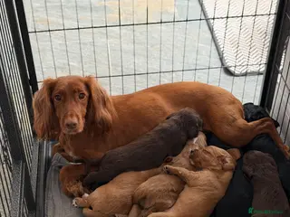 Cocker Spaniel dogs beautiful litter of cocker spaniels - Advert 5
