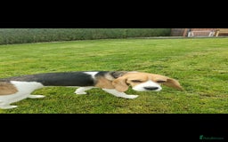 Beagle dogs for sale: 2 and a half year old beagle  - Image 3