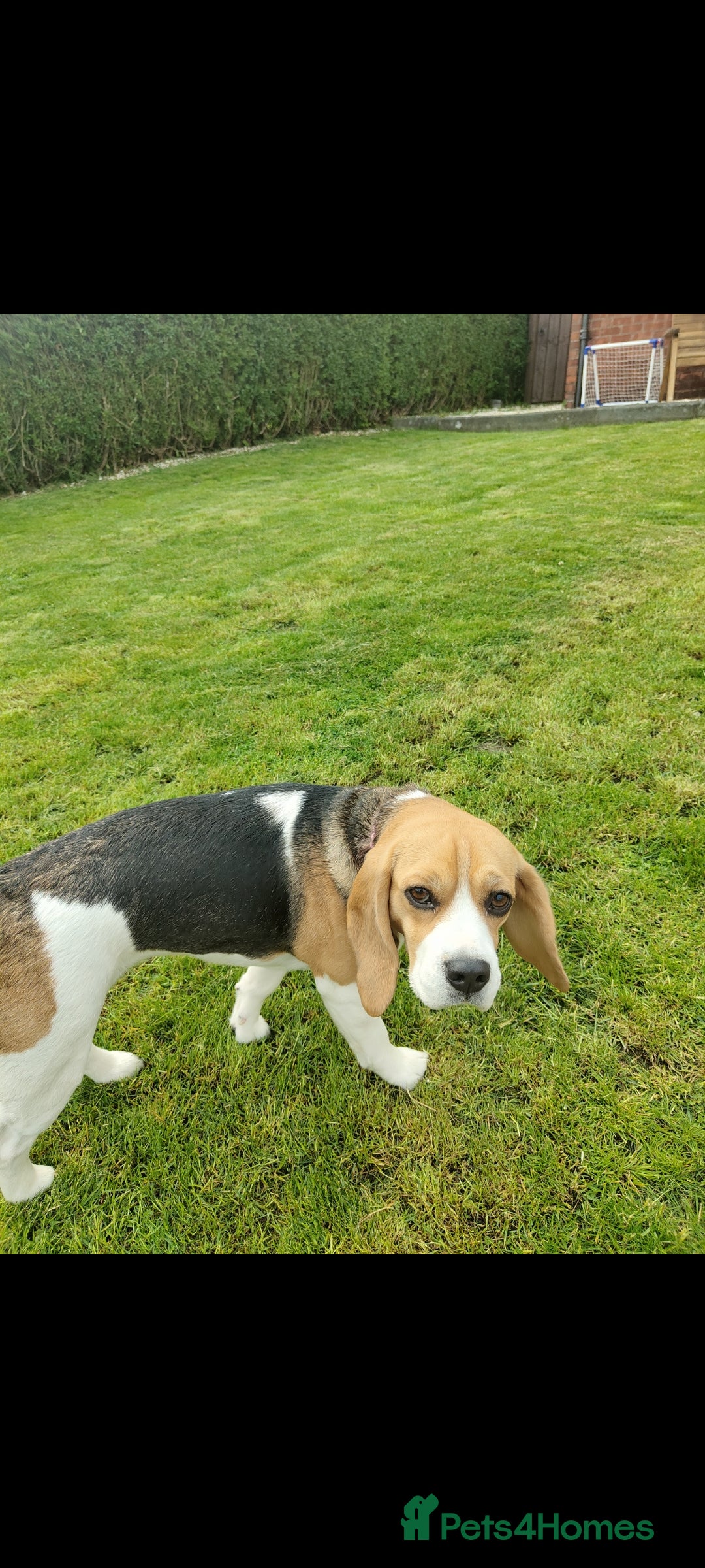 Beagle dogs for sale: 2 and a half year old beagle  - Image 3