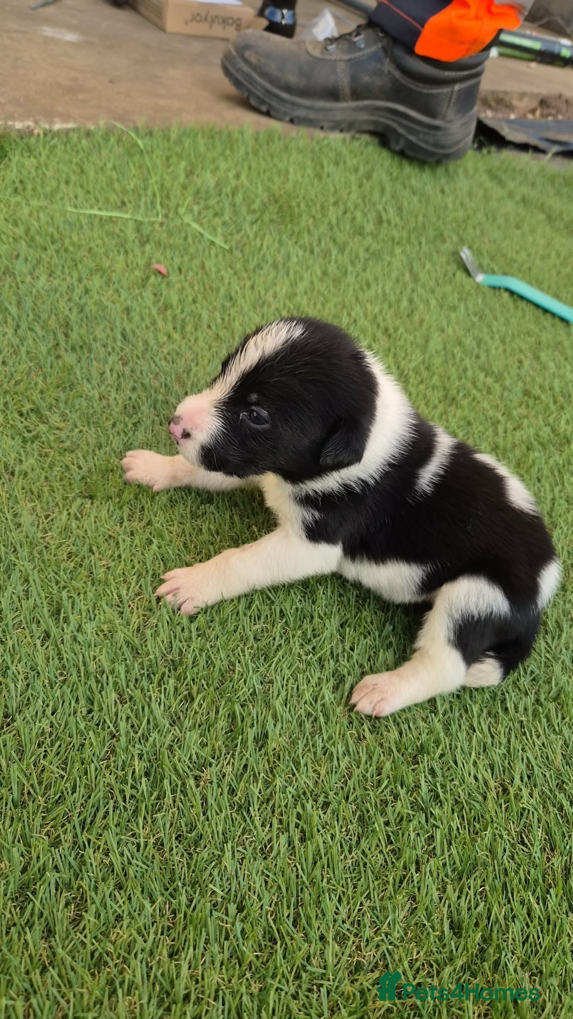 Border Collie dogs Border collie crossed blue Merle collie puppies  - Advert 2