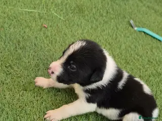 Border Collie dogs Border collie crossed blue Merle collie puppies - Advert 1