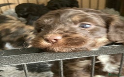 Cockapoo dogs for sale: Taking Genuine Enquired Phantom Female Cockapoo - Image 20