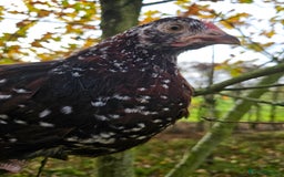 Chickens poultry for sale: Pure breed speckled Sussex pair - Image 2