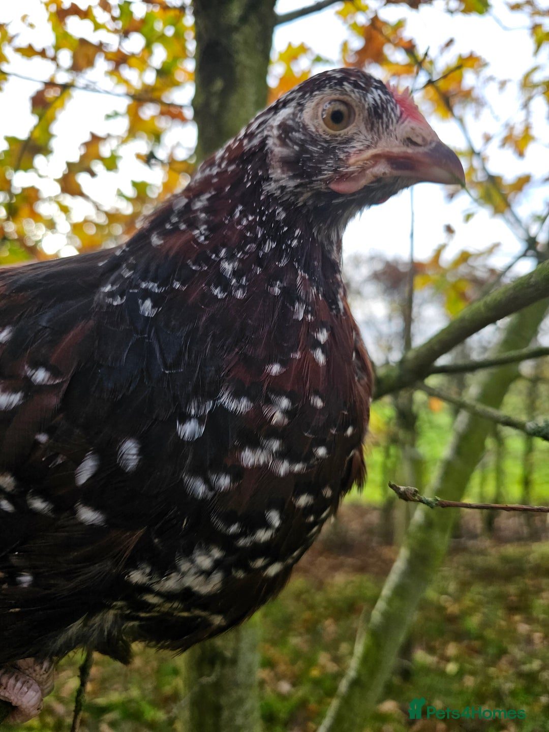 Chickens poultry for sale: Pure breed speckled Sussex pair - Image 2