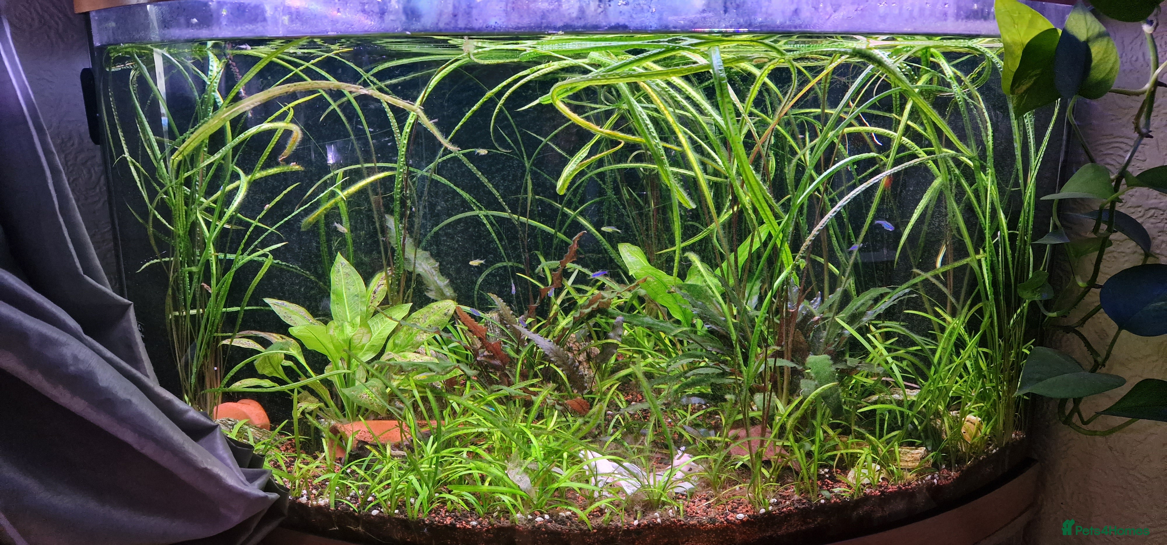 Plecos fish Snowwhite longfin bristlenose pleco breading pair - Advert 1