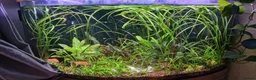 Plecos fish for sale: Snowwhite longfin bristlenose pleco breading pair - Advert 1