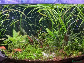 Plecos fish Snowwhite longfin bristlenose pleco breading pair - Advert 1